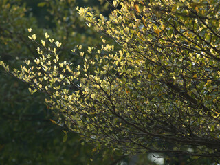 Coast almond spring season in the park