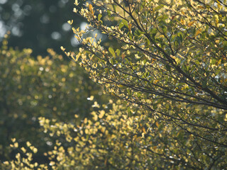 Coast almond spring season in the park