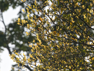 Coast almond spring season in the park