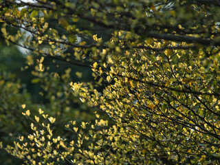 Coast almond spring season in the park