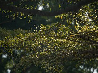 Coast almond spring season in the park
