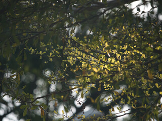 Coast almond spring season in the park
