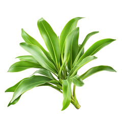 Obraz premium Staghorn Fern, A lush staghorn fern with green, antler-like fronds mounted on a wooden board, showcasing its unique texture and shape, isolated on transparent background