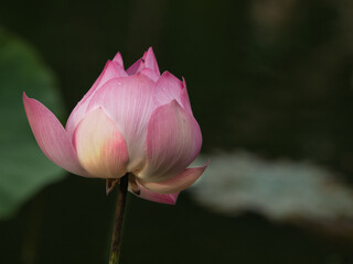 Lotus flowers bloom to attract insects in the morning.