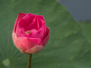 Lotus flowers bloom to attract insects in the morning.