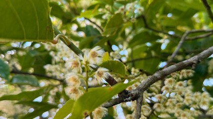 Upward angle shows fragrant blossoms hanging from branches beneath lush green leaves