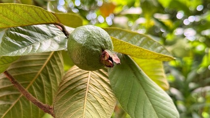 Closeup view shows a guava fruit with green leaves around it on a branch