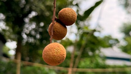 Three ripe longan fruits hang from a slim branch against a blurry green background