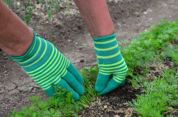 Gardener's Hands Weeding Carrots in the Garden close up