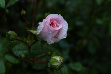 A delicate rose flower with Dew drops after rain summer evening