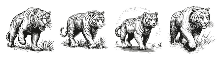 Vintage Tiger Illustrations in Various Poses and Styles, vector illustration, engraving design, logo design set, black and white line