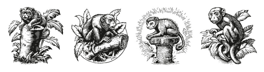 Detailed Black and White Illustrations of Monkeys in Natural Habitat, vector illustration, engraving design, logo design set, black and white line