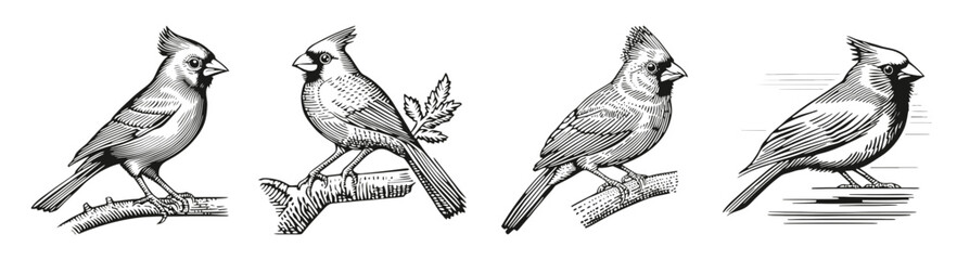 Detailed Illustration of Cardinal Birds in Various Artistic Styles, vector illustration, engraving design, logo design set, black and white line