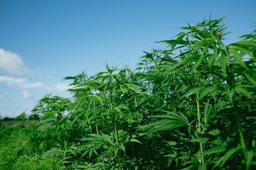 Cultivated field of cannabis, weed faming