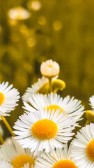 Obraz premium Close up of daisy flower in wild nature field. Daisy Meadow