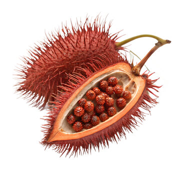 Annatto Seeds, Bixa Orellana, Natural Food Coloring Source
