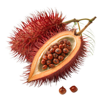 Annatto Seeds, Bixa Orellana, Tropical Fruit
