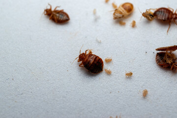 Dead bedbugs