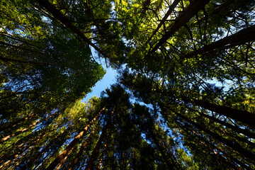 Fototapeta premium Looking Up Through Tall Trees in a Lush Green Forest Canopy