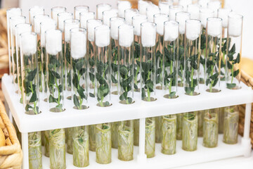 in vitro collection of transgenic potato plant and original varieties. tissue culture laboratory