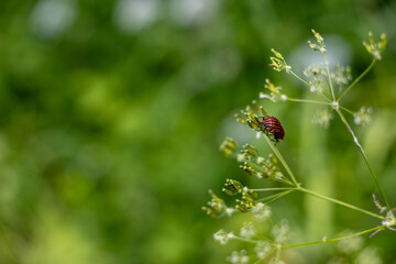 A bright red and black striped bug sits on a delicate flower, captured in macro with a softly...