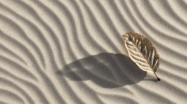 Dry leaf on rippled sandy surface illuminated by soft sunlight