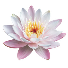 Water Lily, Beautiful pink lotus or water lily flowers blooming on pond, isolated on transparent background