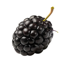 Single, Fresh Blackberry Fruit on a Black Background