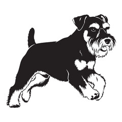 A proud Miniature Schnauzer figure image, an elegant graphic resource for projects - Miniature Schnauzer silhouette - Miniature Schnauzer Vector - Silhouette of Miniature Schnauzer - dog silhouette

