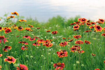 Bright flowers on the background of a lake or river. Natural summer background. Orange and white flowers in the park. Beautiful flowerbed. Flowers close-up, blurred background