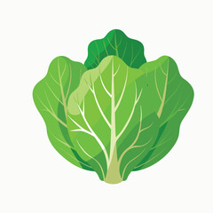 cabbage isolated on white background