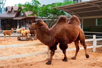 A brown camel roams in a sandy enclosure while llamas gather nearby. The scene is set in a zoo-like...