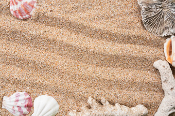 seashells on the sand with empty space