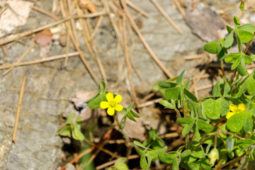木陰に咲く小さなカタバミの黄色い花