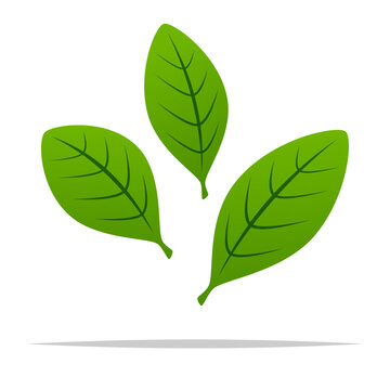 Green coca leaves vector isolated illustration