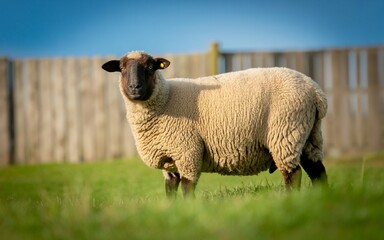 Obraz premium Close-up of a Sheep with Thick Wool in a Field