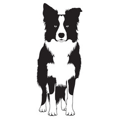 A beautiful Border Collie graphic, a high-quality digital asset for creations - Border Collie silhouette - Border Collie Vector - Silhouette of Border Collie - dog silhouette

