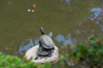 岩の上で重なる2匹のカメ