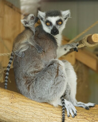 Family of Madagascar lemurs close up	