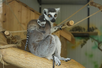 Family of Madagascar lemurs close up	