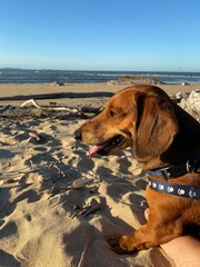 dog on the beach