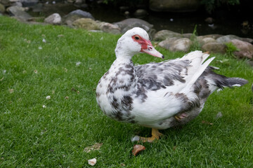 A White and Mottled Muscovy Duck Standing on Green Grass
