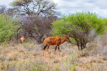 View of wildlife animals in game reserve on safari