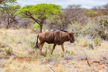 View of wildlife animals in game reserve on safari
