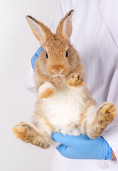Obraz premium Veterinarian wearing blue gloves and white lab coat holding brown rabbit in upright position during health checkup examination