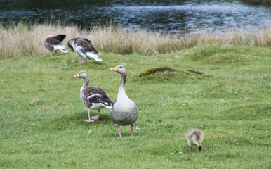 Greylag Geese and a Gosling on Grassy Shoreline