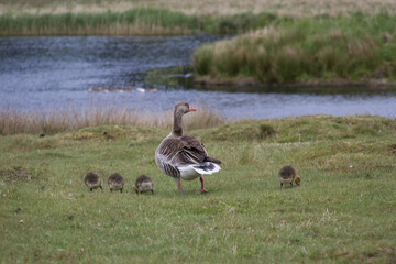 A female greylag goose with goslings on the grassy bank of a pond