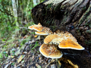 Mushrooms growing on rotten log in mountain forest