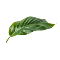 Tropical Green Leaf Isolated on White Background