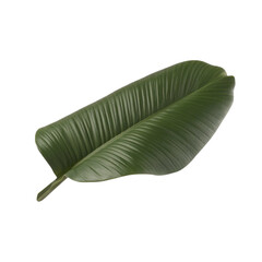 Tropical Green Leaf Isolated on White Background